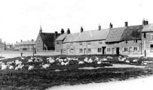 Village green and grazing sheep 